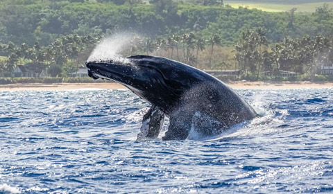 Whale Watching Haleiwa Shark Tours