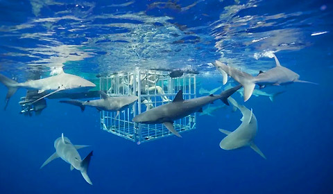 Shark Dive Haleiwa Shark Tours