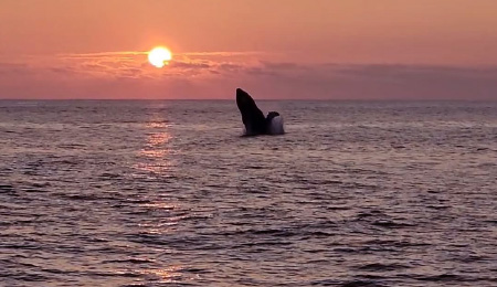 Venture Ko Olina Whale Watch Mana Cruises