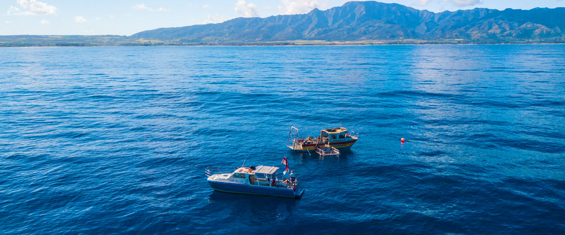 Open-ocean Shark Diving Tours