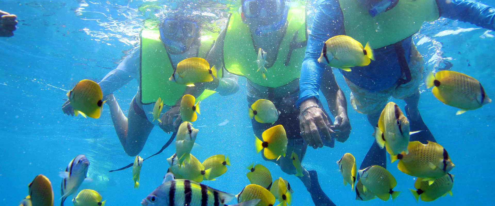 Snorkel Among Reef, Sea Turtles, and Tropical Fish