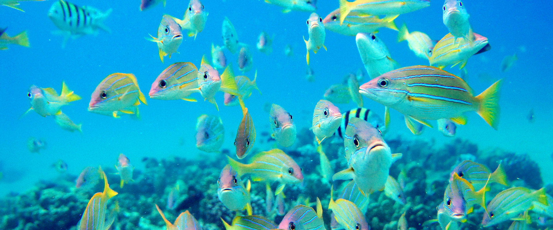 Extremely popular during their season in Hawaii