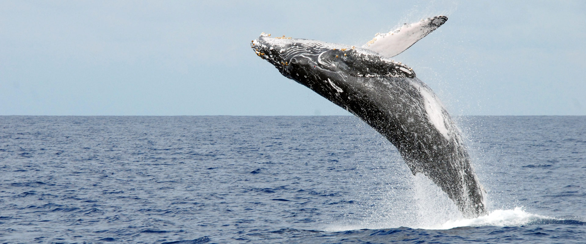 Whale Watching, Extremely popular during their season in Hawaii