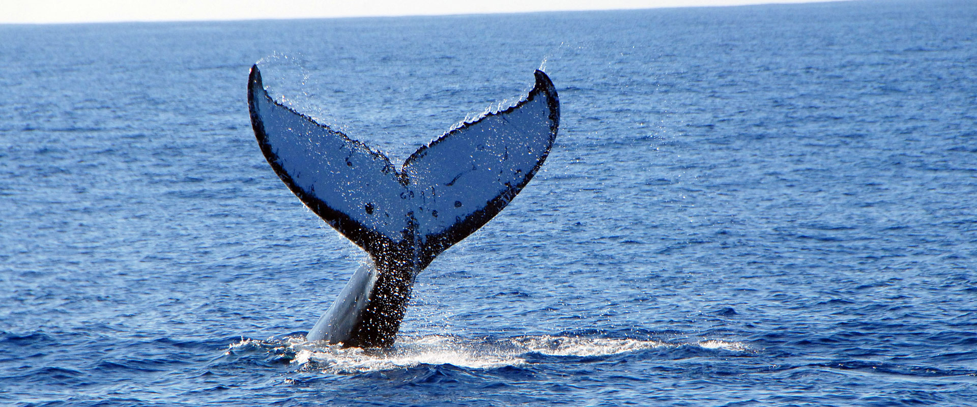 Watch the majestic whales