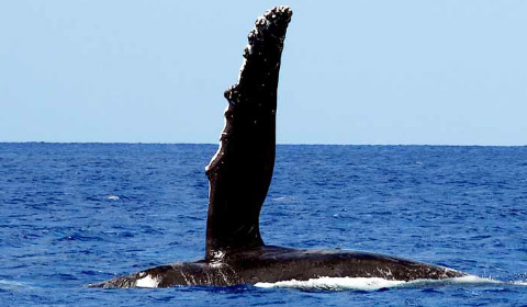 Snorkel & Whale Watching Ko Olina Ocean Adventures